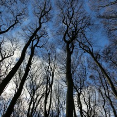 Woodland In Winter