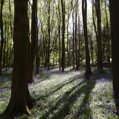 Woodland In Late Spring