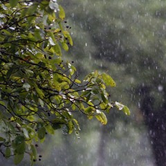 Rainfall On Leaves And Puddles, Peru