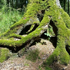 Old Forest In Spring