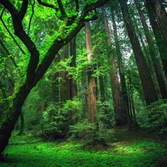 AMAZOON (ZOOLOOK Revisited contest - Soundhunters)