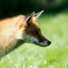 Red Fox Screams, Gloucestershire, 1976