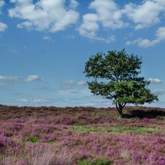 Mountain Moorland
