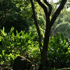 Amazon Rainforest Atmosphere - Morning