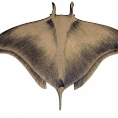 Prognosis Negative Live On WIDR 101915