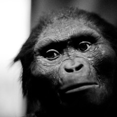 Want ft SONOROUS & NONAMEBEATS