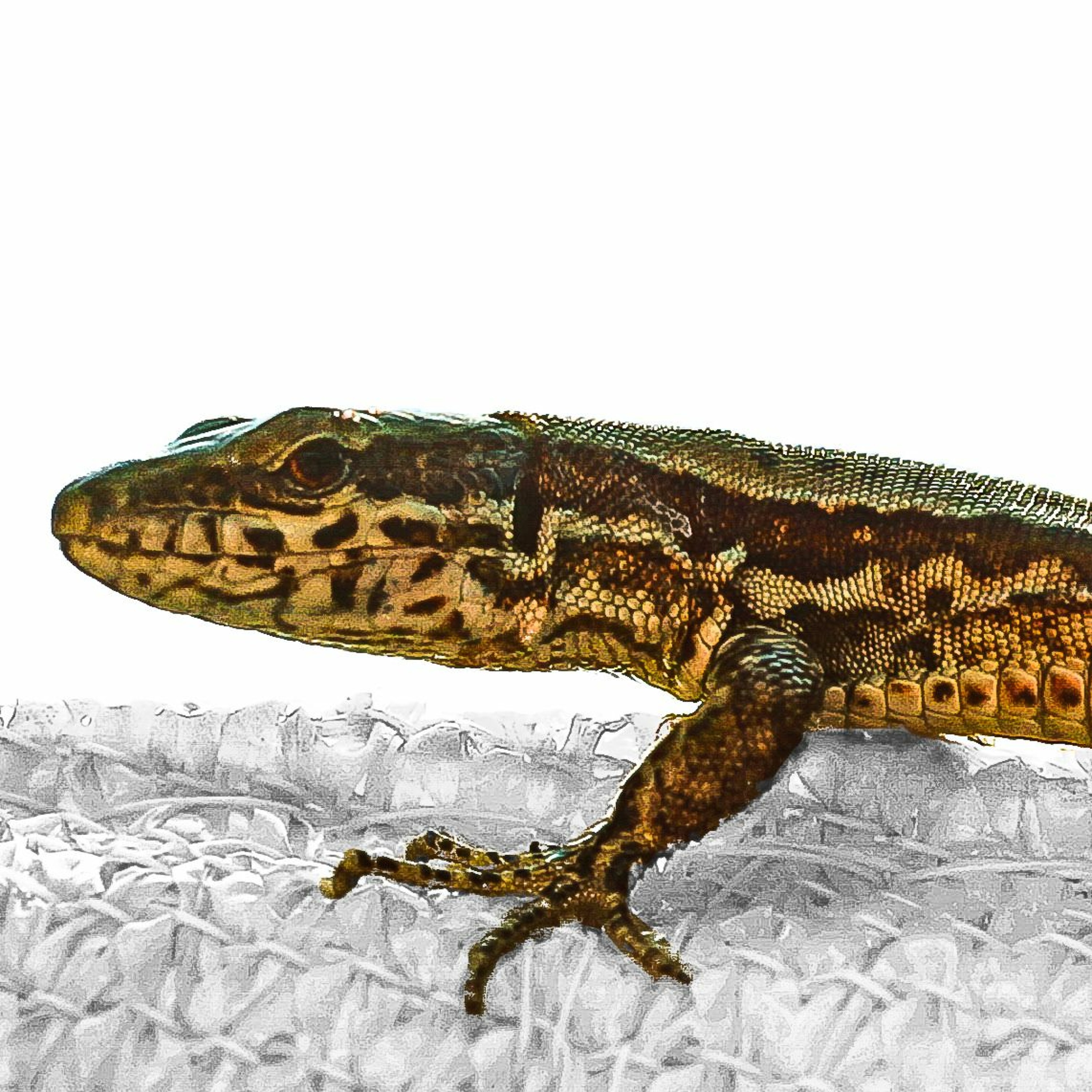 Lizard Dance episode artwork