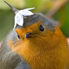 bird with flower as a hat