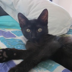 set w/ andy simpler @ conesa