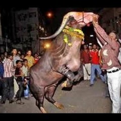 Dhunapothu medha akhe laddu yadav song  mix by dj manish