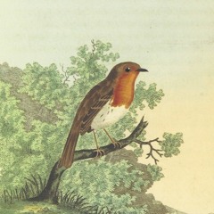 Robin Song, Wiltshire, 1999