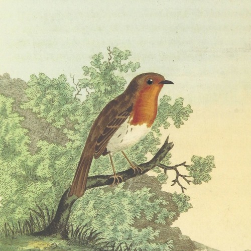 Robin Song, Wiltshire, 1999