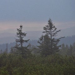 Echoes I (Impro2810)