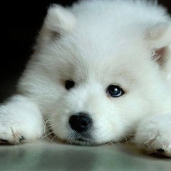 Big Bad Wolf