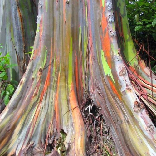Eucalyptus: Genetic Dance (excerpts)