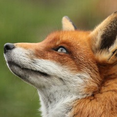 Emarosa - A Toast To The Future Kids (Cover by Dan Machado)