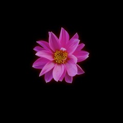 Bad Nachos (Original Mix)[Free Download]