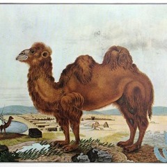 "The Camel's Complaint" by Charles Edward Carryl (read by Irene Latham)