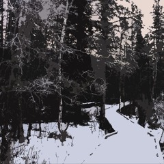 Our Quiet Woods