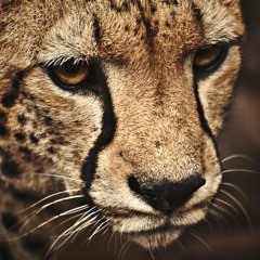 01 Trap Shyt #Redit #RobMix