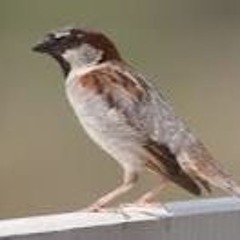 Teno - Burung Gereja (Nugie Cover)