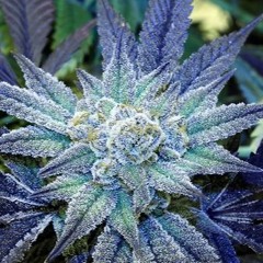 Medicated X TinyyDankzz X Teazer 2015