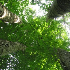 Creaking Tree (contact mics)