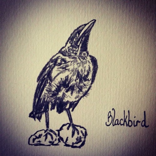 Blackbirds chirping at midday