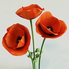 RAILWAY POPPIES