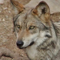 Lone Wolf