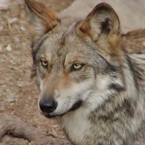 Lone Wolf