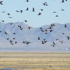 Sandhill cranes