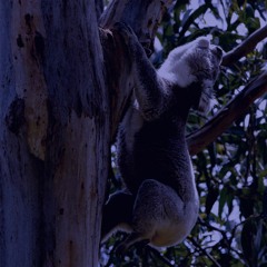 Koala Bellowing - Nightcap National Park, NSW, Australia