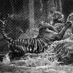 YING GANG - ZINGALAMADUNI - KEUSTI - Sortie - Stereo Out