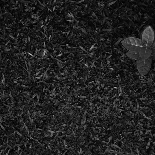 Rapture Of The Random