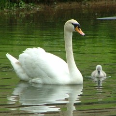 Family Album
