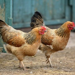 Sekunden Jodler  / Evelyn Fink & Natasa Mirkovic= cross i fix