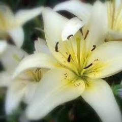 موسيقى كلاسيك ياسمينة