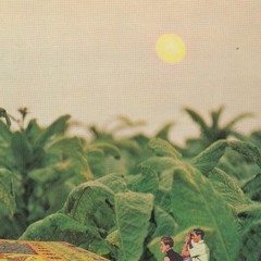 slow meadow sunrise 01