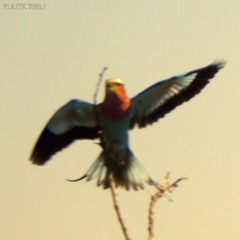 PLASTIC BIRDS - Dream