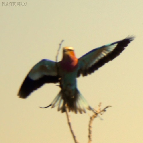 PLASTIC BIRDS - In Time