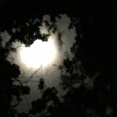 Solomon's white wolf