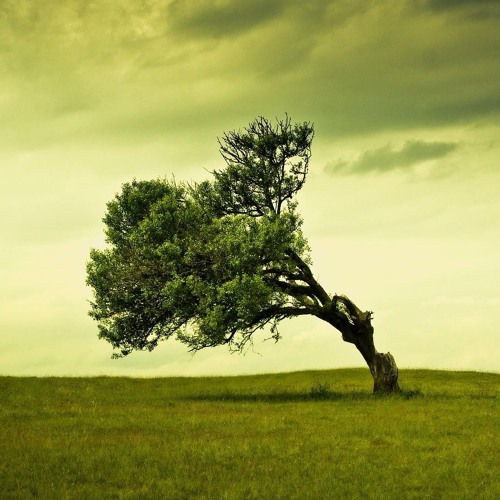 موطني موطني