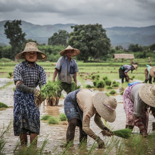 Verkiezingen in Myanmar