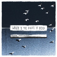 Waver & The Dove is Dead - Blooming (Haven't You Heard)