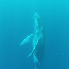 Chants Baleines à bosse 01/11/2015Tahiti
