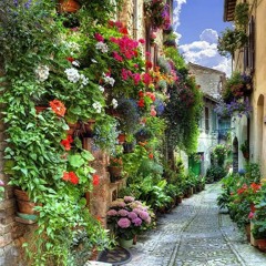 Italian Flowers