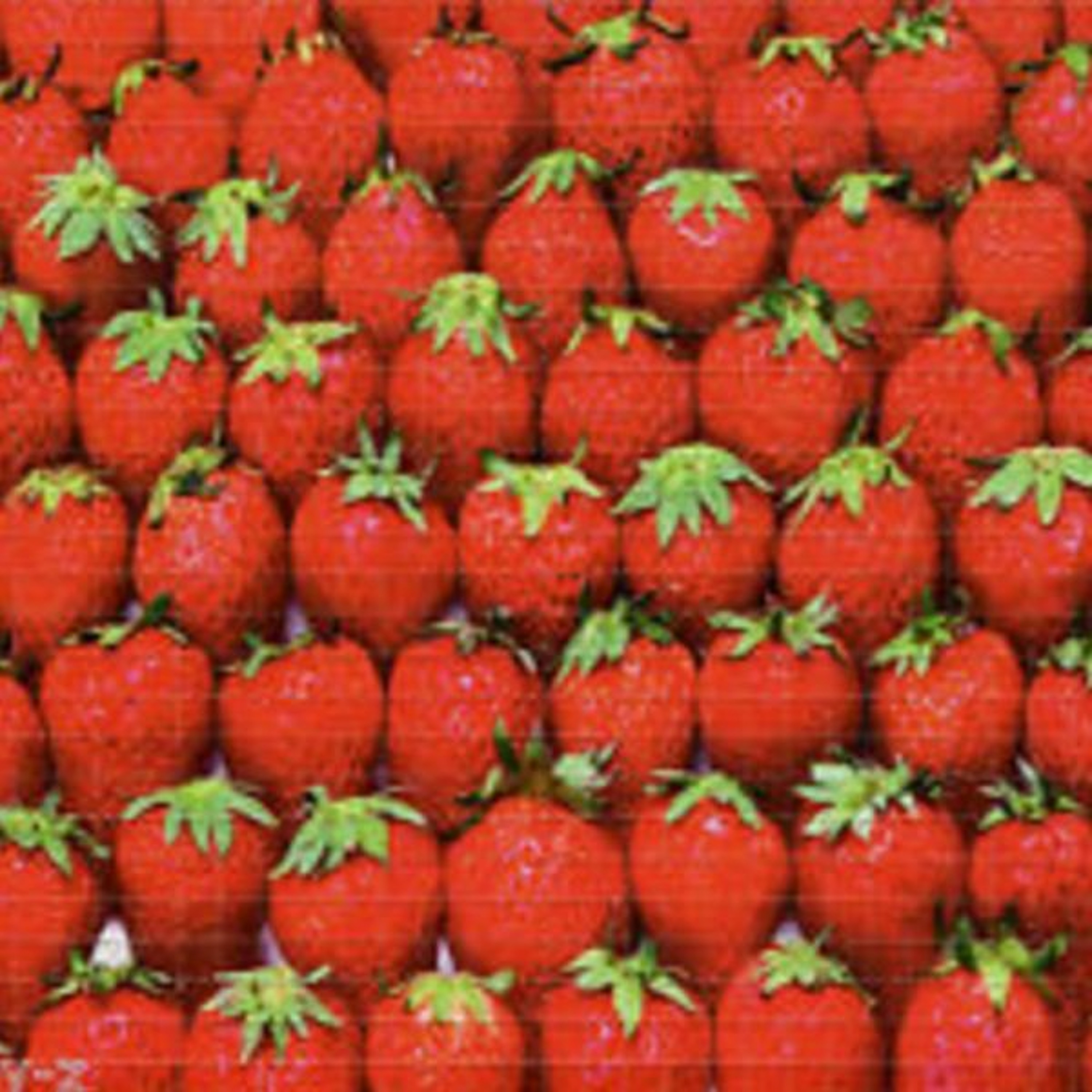 I äm Running In The Strawberry Fields With Tubas and Tobaccos CLIP episode artwork