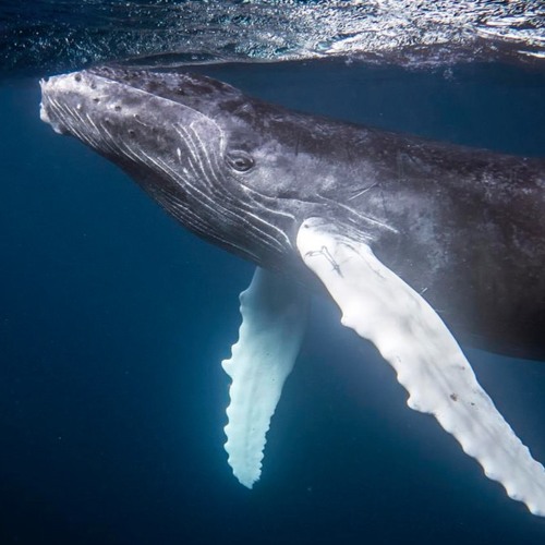 Microbe Talk Extra: Swallowed by a whale