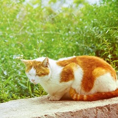 Sunbathing(Royalty Free Music)